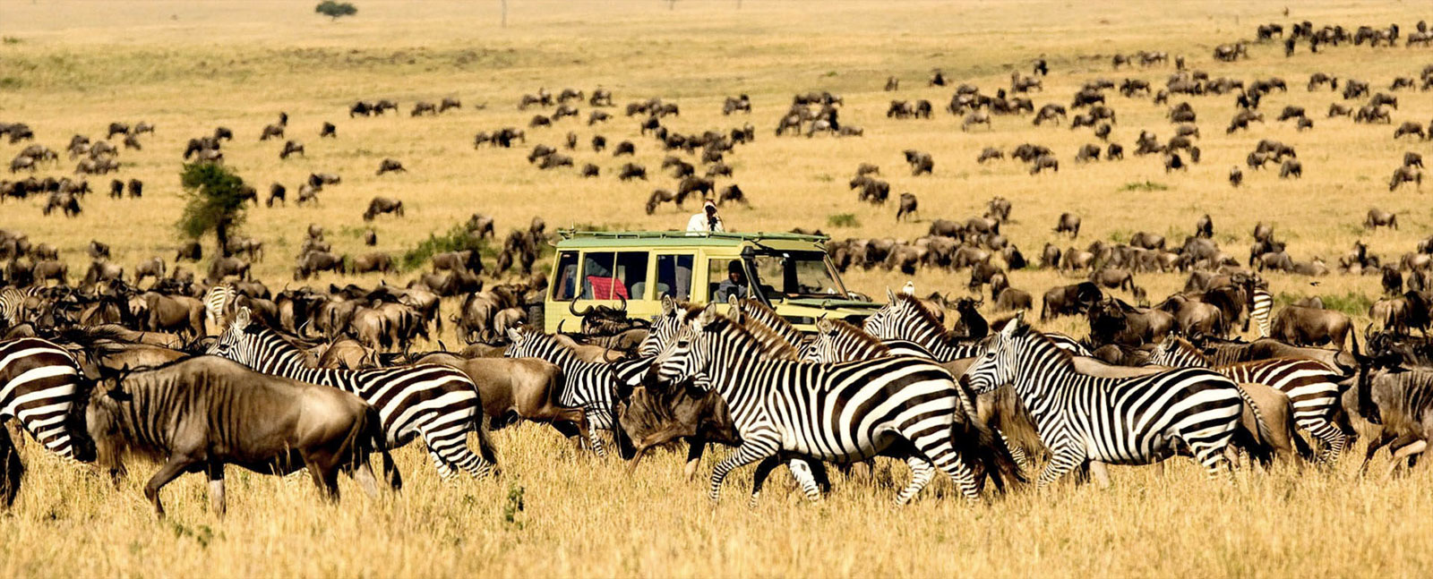 African safari package selections - New Tourism Info